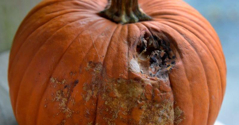 Some Lancaster County Pumpkin Crops Are Suffering From Fungus And Rot some-lancaster-county-pumpkin-crops-are-suffering-from-fungus-and-rot