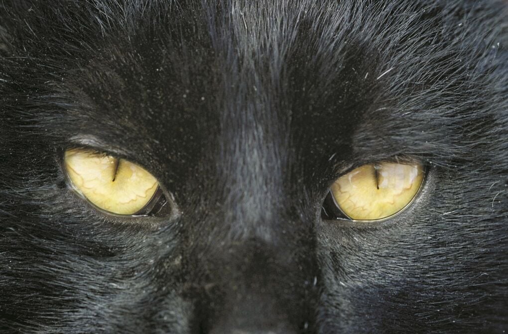 Why Do Cats' Eyes Glow in the Dark?
