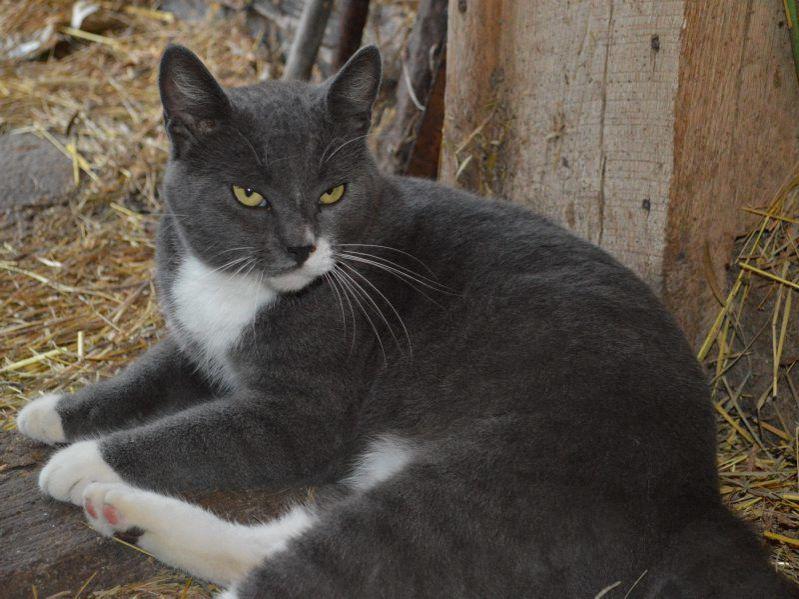 Keeping Farm Cats Happy And Healthy The Heart Of The Farm Is The Family Lancasterfarming Com