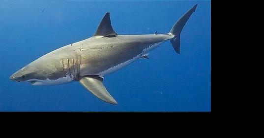 Curious Kids: Why Do Humans Have Bones Instead of Cartilage Like Sharks? - Vimarsana News