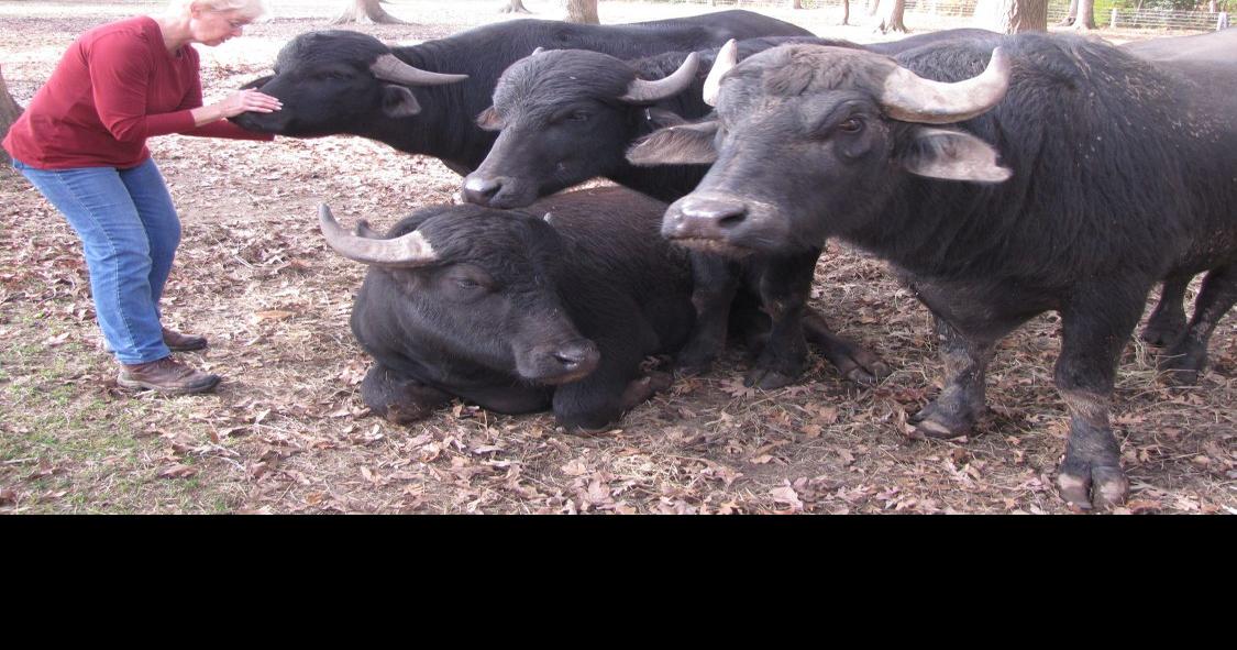 Riverine Ranch, Where the (Water) Buffalo Roam