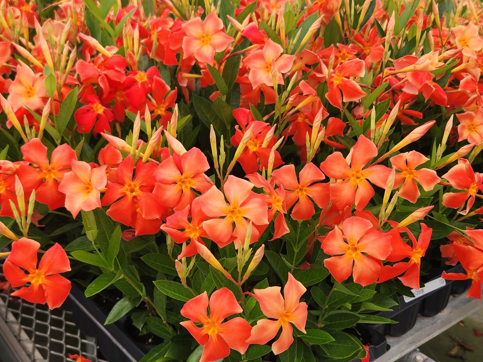 Don't Miss the New 2025 Tropical and Shrub Plant Varieties