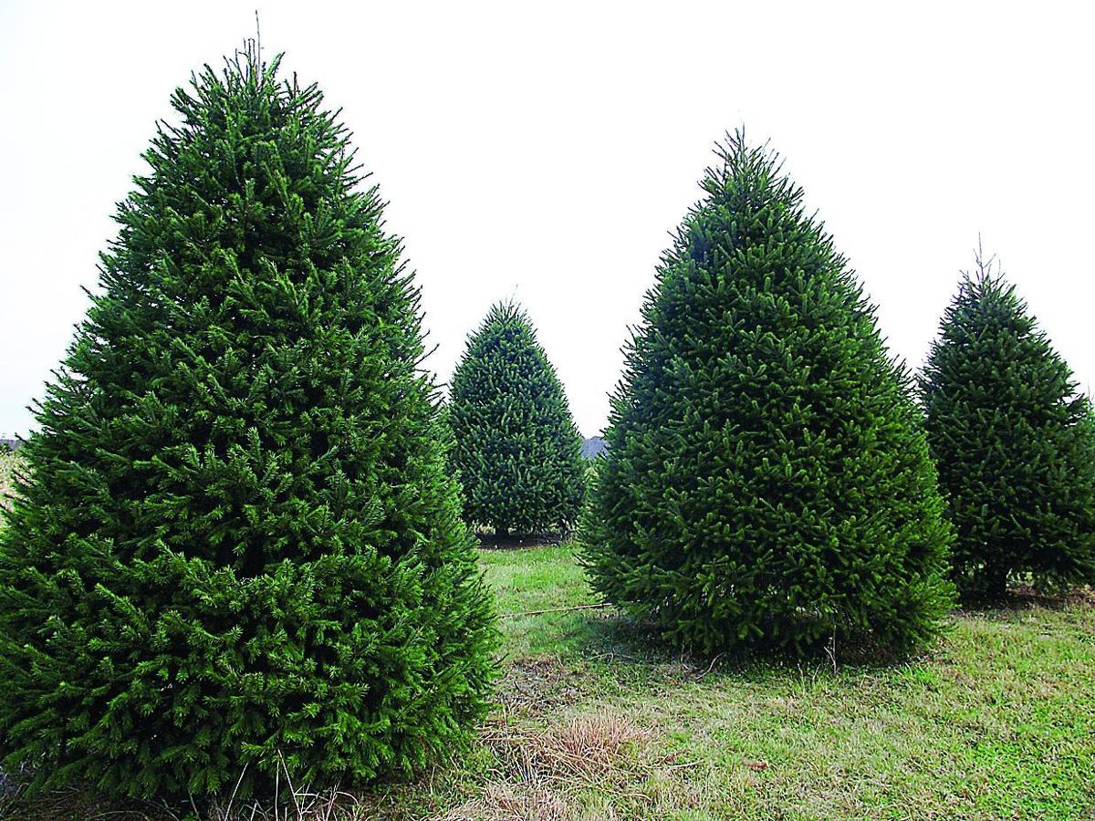 Tree Grower Faces Convergence Of Christmas Farm Show Main Edition Lancasterfarming Com