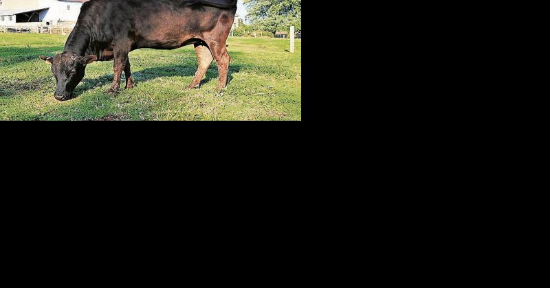 Greenwood Valley Wagyu Owes Success to Two Fifth-Generation Farmers - Vimarsana News