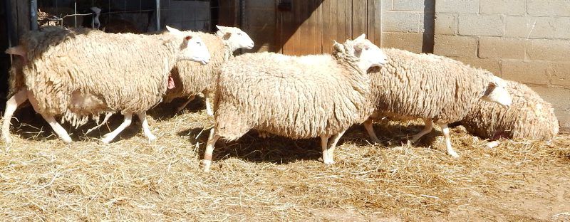 Maryland's Only Sheep Dairy Hosts Field Day | Livestock News |  