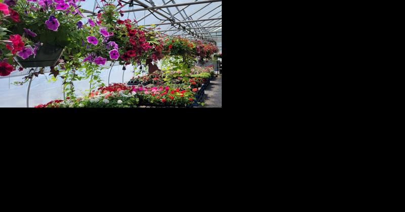 Greenhouse Growers Given Tips to Root Out Root Diseases - Vimarsana News