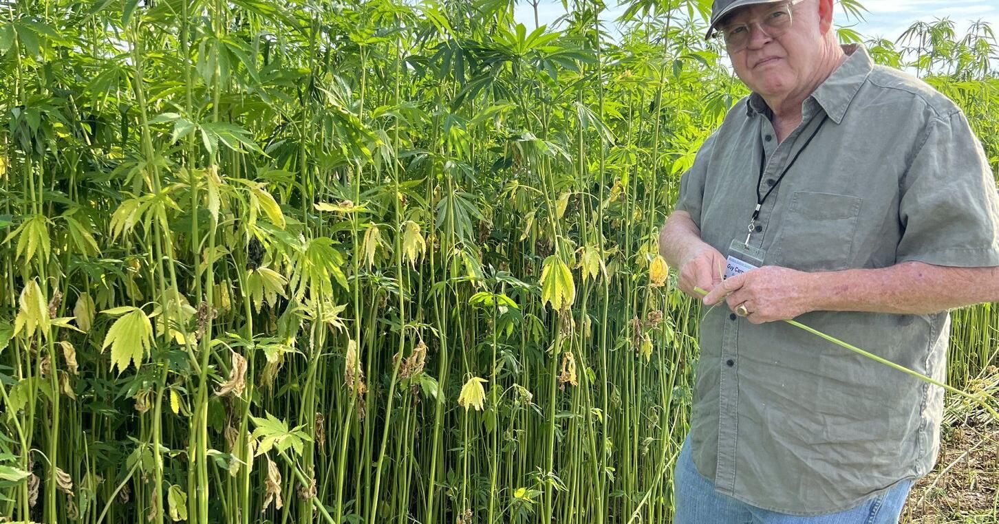 Bear Fiber Weaves American Textiles with Hemp - Vimarsana News