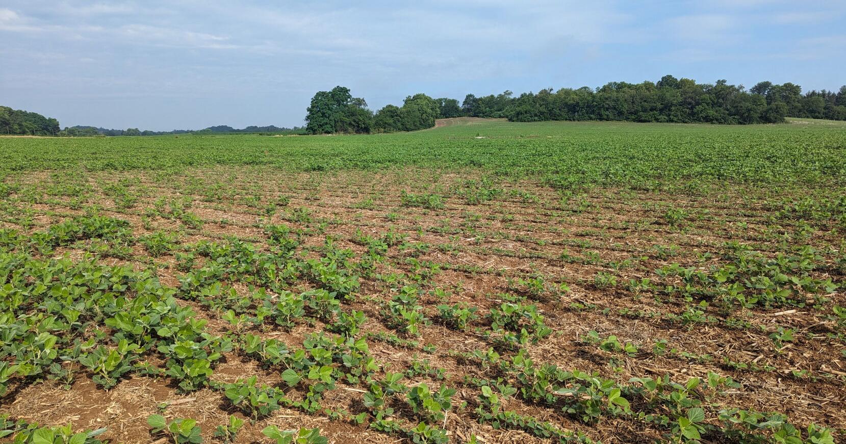 How to Know If You Need to Replant Your Corn and Soybeans - Vimarsana News