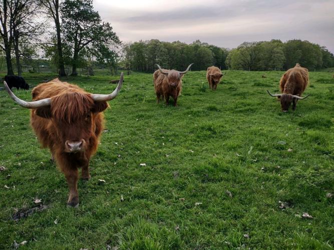 Highland Cattle on the Rise