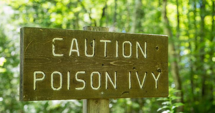 Poison Oak, Ivy or Sumac: What's Making You Itch in Your Neck of the ...