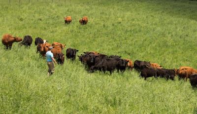 Cattleman Has High Hopes For Hemp Feed Beef Cattle Farming