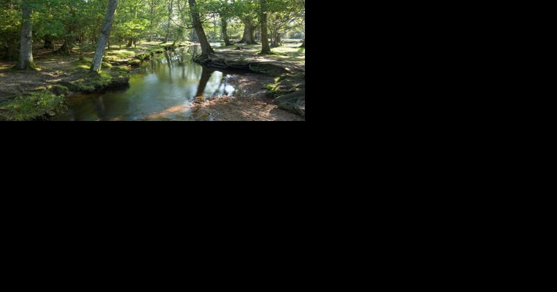 Report: Chesapeake Bay Isn't Improving as Expected | Conservation and Renewable Energy News - Vimarsana News
