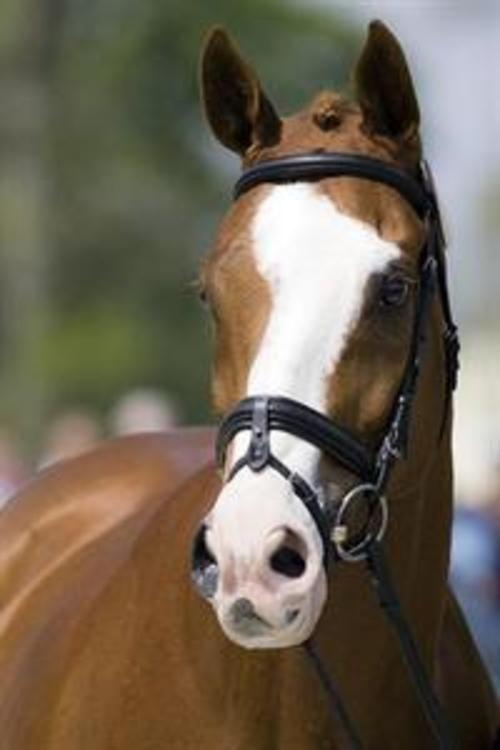 West Grove Pa Barn Fire Survivor Neville Bardos A Usef Horse Of The Year Dressage Lancasterfarming Com Todі vsіm zapravlyali bogi, dlya yakih smert abo zhittya lyudini zovsіm nіchogo ne znachili. lancaster farming