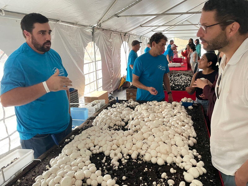 are dogs allowed at kennett mushroom festival