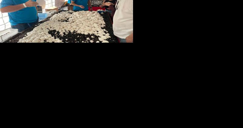 The 2022 Kennett Square Mushroom Festival Celebrates Chester County's Ag Identity | Farm Shows, County Fairs, Events and Conventions - Vimarsana News