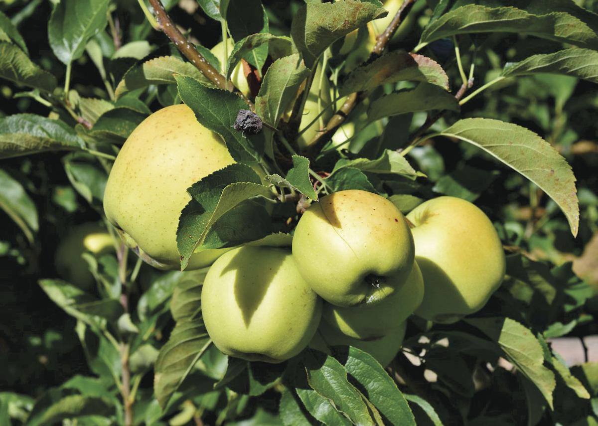 Apple Crop Pulls Through Despite Weather Main Edition