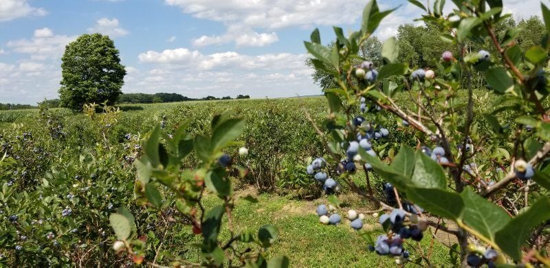 Lloyd's Blueberry Farm - Inglenook & Co., LLC