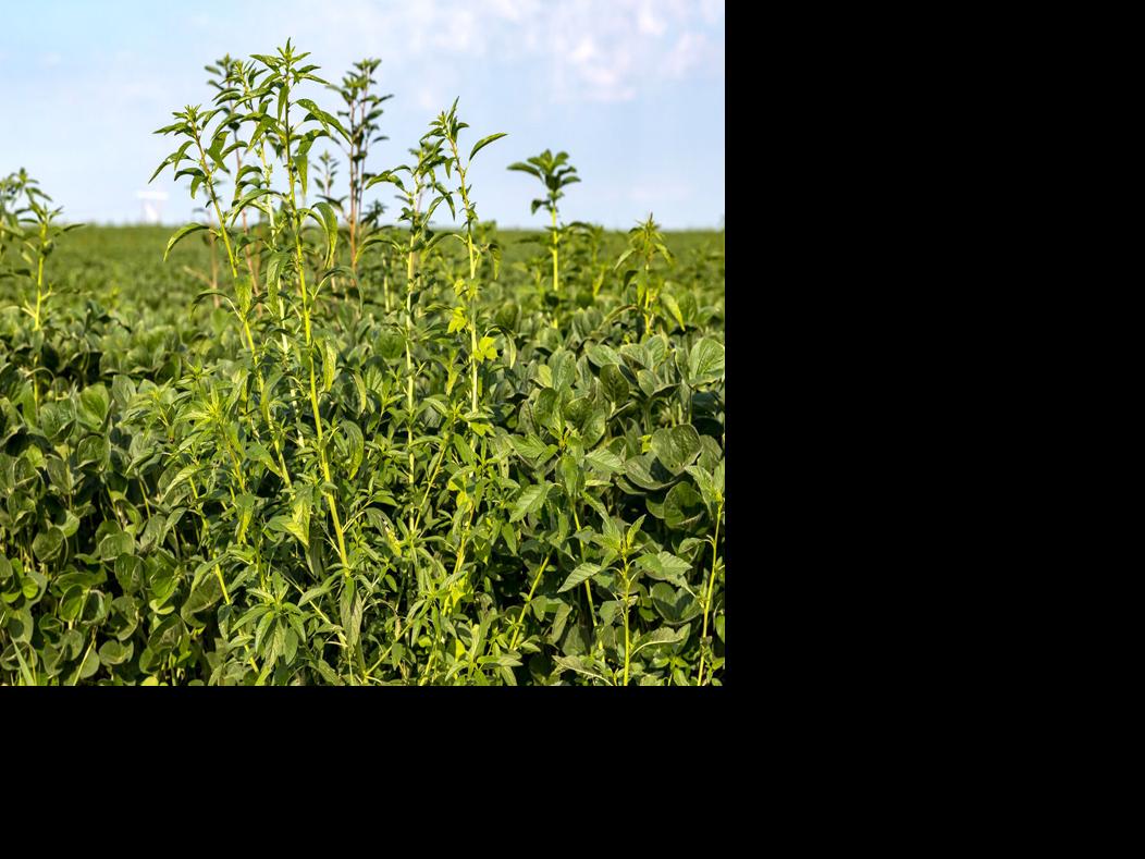 University Of Maryland Professor Talks Weed And Pest Management During Small Farm Confrerence Farming Lancasterfarming Com