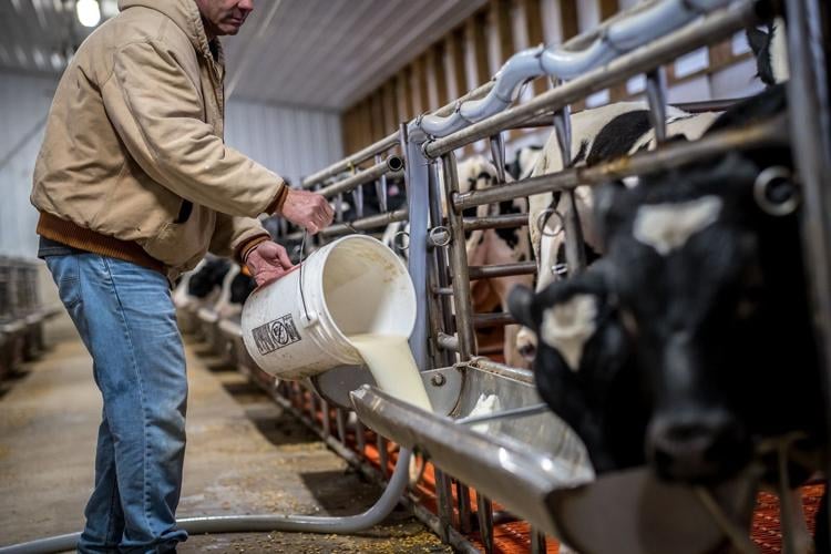 Veal Industry Embraces New Ethical Commitments in Hopes of Improving