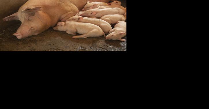 California's Prop 12 Bad for Animal Welfare, According to Ag Economist - Vimarsana News