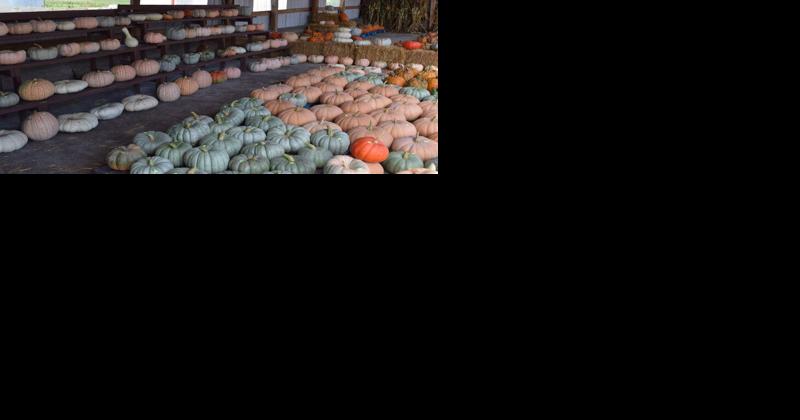 Tips for Picking the Perfect Pumpkin - Vimarsana News