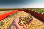 Understanding Current Grain Markets