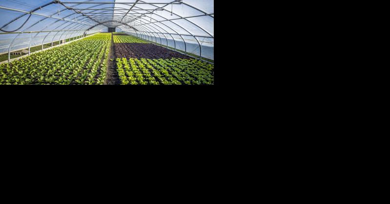 Winter High Tunnels Key to Meeting Consumer Demand for Fresh Produce Year-Round - Vimarsana News