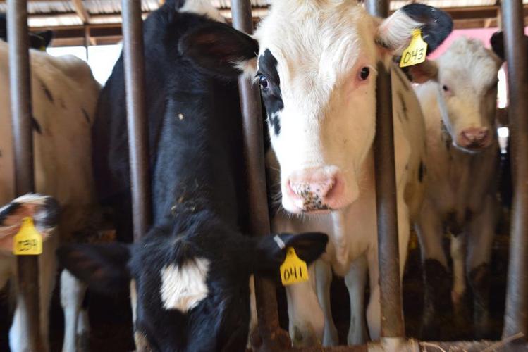 Many Ways Available to Fatten Checks With Butterfat Farming and