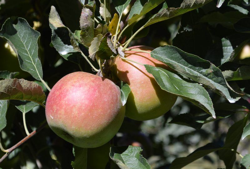 New from Extension: Economics of organic Gala and Honeycrisp