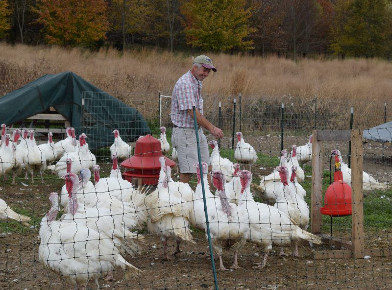 Turkeys Pheasants Serve Fall Restaurant Market Poultry Industry