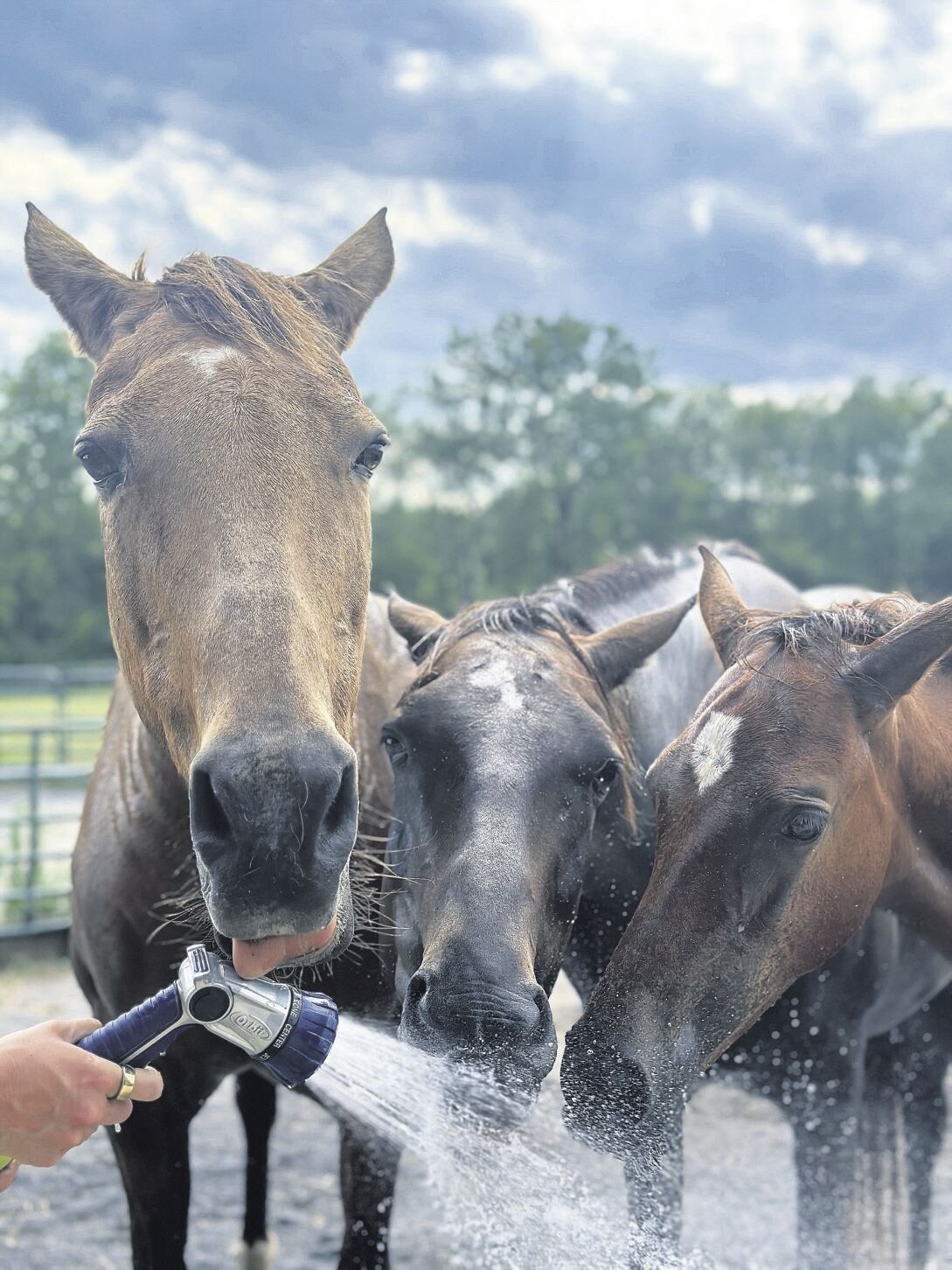 Learn About the Akhal-Teke: A Rare 'Mesmerizing' Horse Breed | Horse News  and Equine Events | lancasterfarming.com, image size:1089x1452