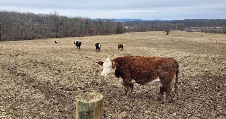 Danville Beef Farm Grows Quickly From Pandemic