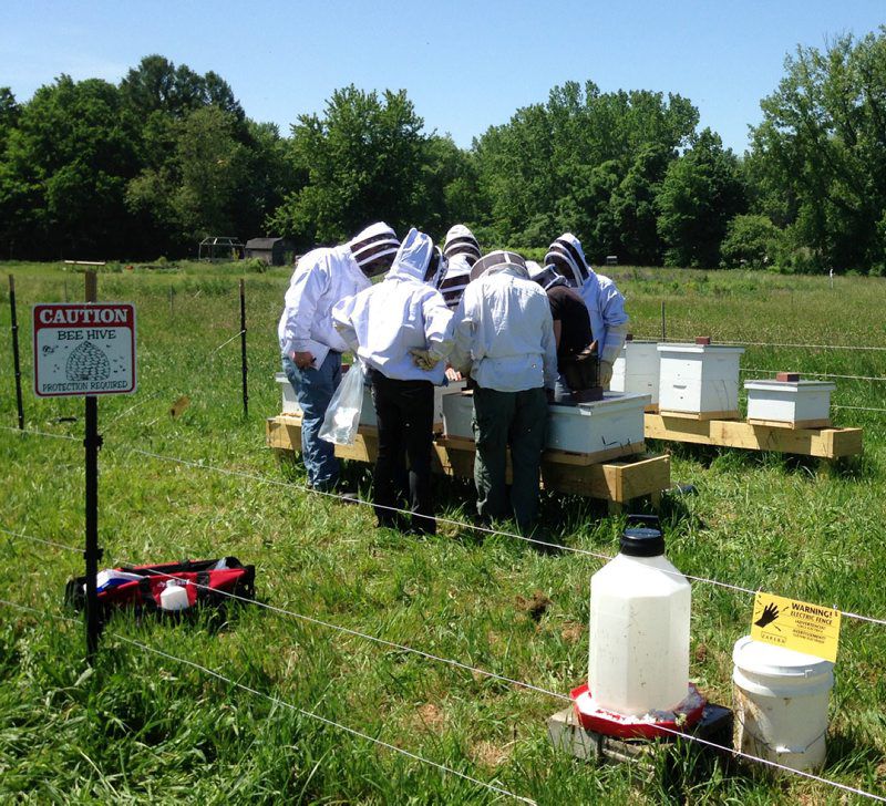 apiary-inspector-shares-buzz-on-bee-problems-northern-region