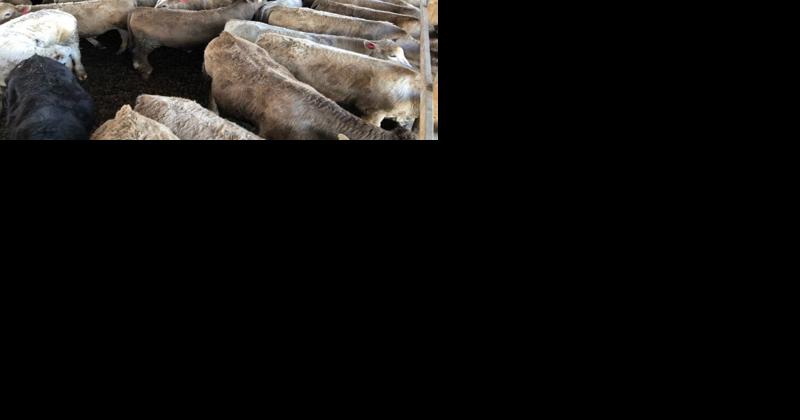 Beef-Sired Progeny From Dairy Cows - Vimarsana News