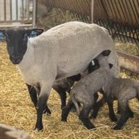 Pregnancy Toxemia in Sheep and Goats | Livestock News Pregnancy Toxemia in Sheep and Goats | Livestock News
