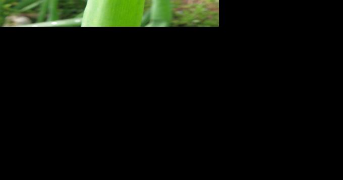 Allium Leafminer Is Active Now - Vimarsana News