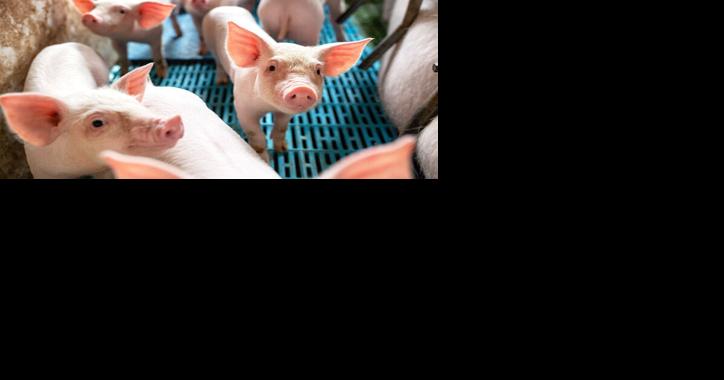 East Coast Farmers Worry California Laws Could Hurt Their Operations - Vimarsana News