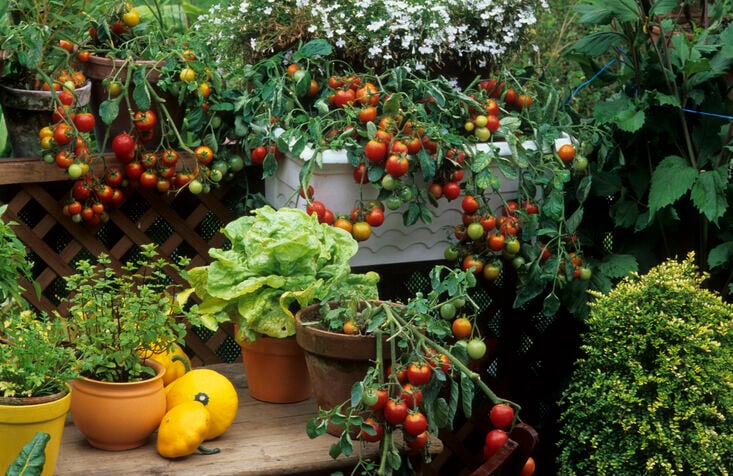 5 Best Container Vegetables for Beginning Gardeners - Brown Thumb Mama®