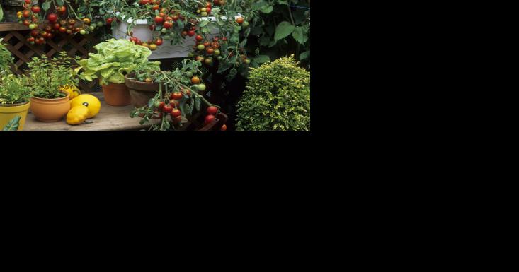 5 Great Vegetables For Container Growing - Vimarsana News