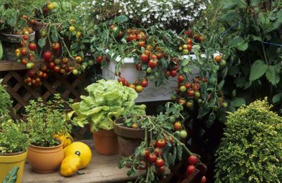 Build A 5-Gallon-Bucket Garden To Grow Tons Of Fresh Veggies - Hobby Farms