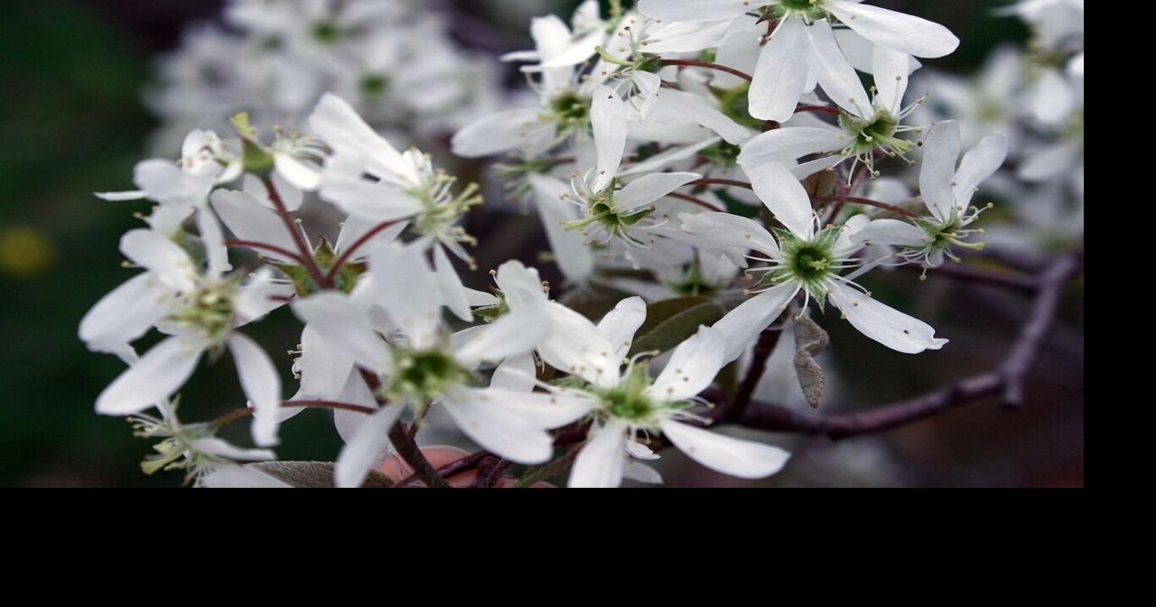 Five of Pennsylvania’s Worst Invasive Trees and Shrubs and Their Native ...