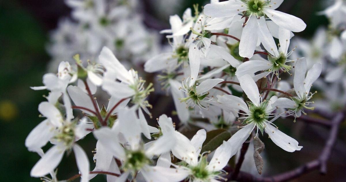 Philadelphia Invasive Trees Five of Pennsylvania’s Worst Invasive Trees and Shrubs and Their Native ...