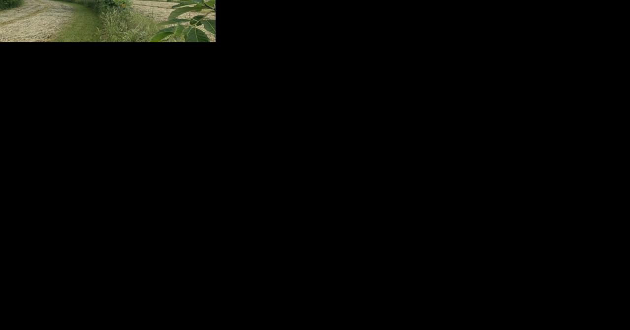 Three Pennsylvania Farms Will Test Alley Cropping, a Planting System With Trees - Vimarsana News