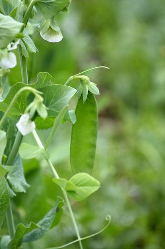 When It Comes to Planting Peas, Forget the Date