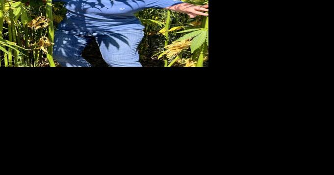 Can Hemp Keep Its Cool in the Textile World? - Vimarsana News
