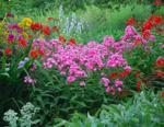 phlox-garden.jpg