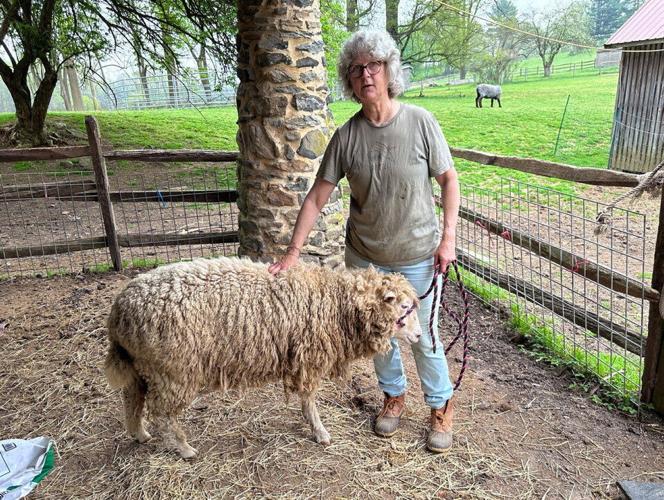 Despite Wool Industry Challenges a Young Sheep Shearer Stays a Cut