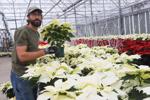 Colors of Christmas: Thousands of Poinsettias on Display | Gardening Tips and How-To Garden Guides poinsettia_03.jpg