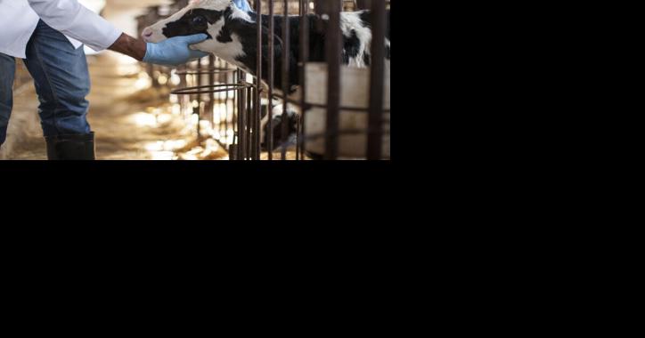 Penn State Students Shadow Veterinarians in Italy - Vimarsana News