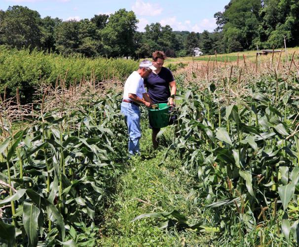 Plastic Start Promising for July Fourth Corn | News | lancasterfarming.com